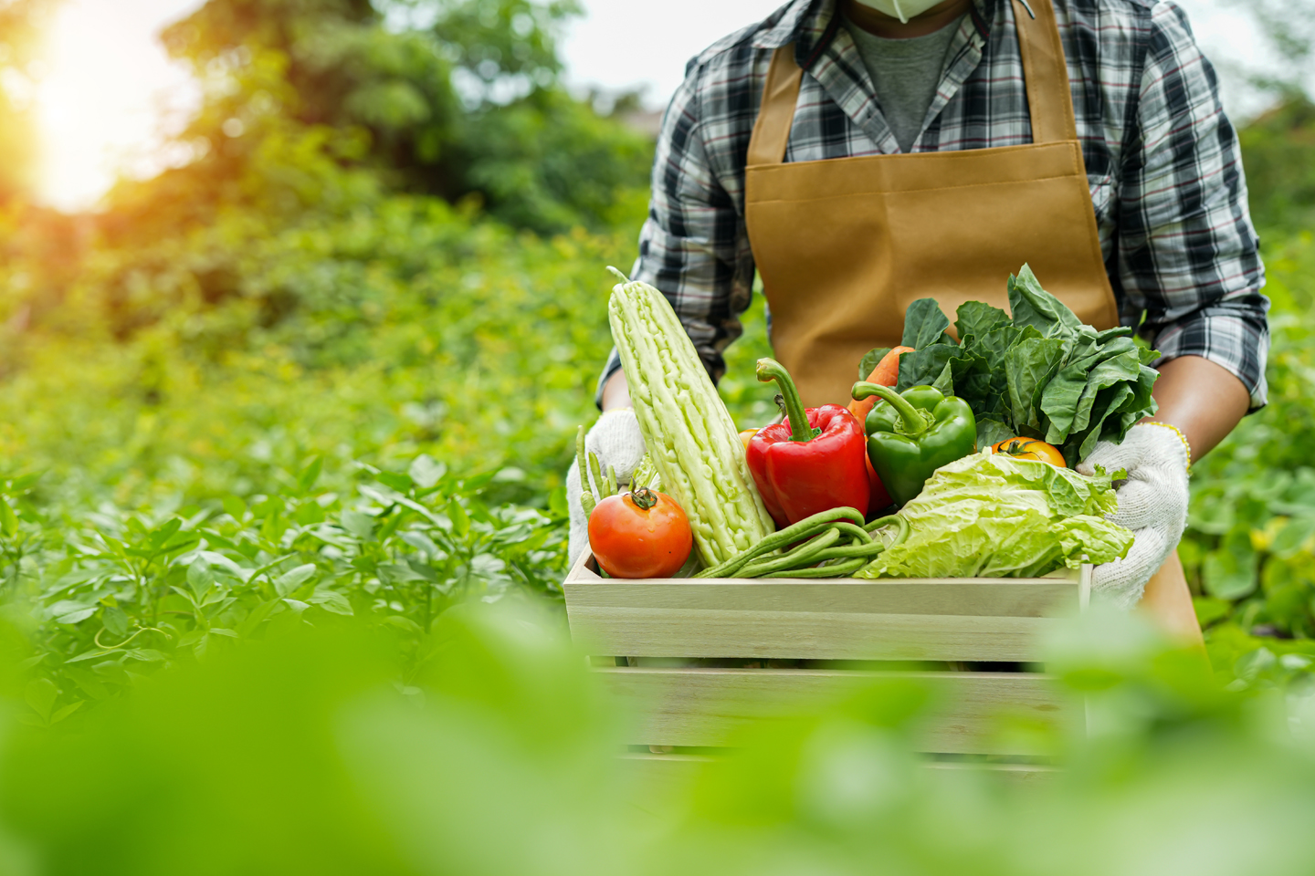 新鮮野菜を持っている