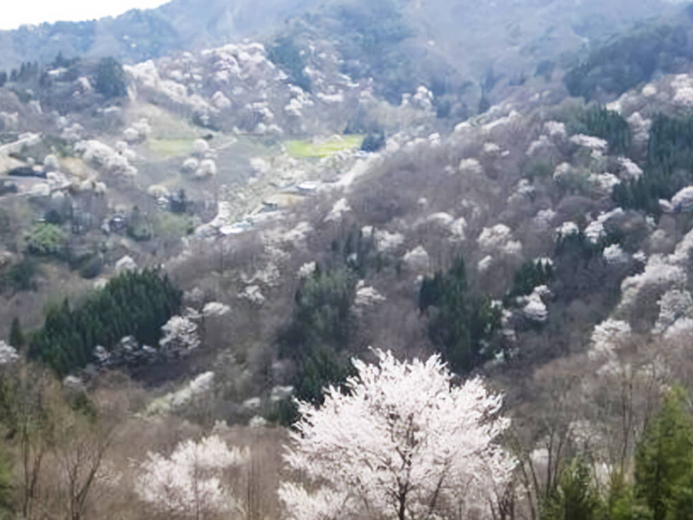 陸郷の山桜・桜仙峽