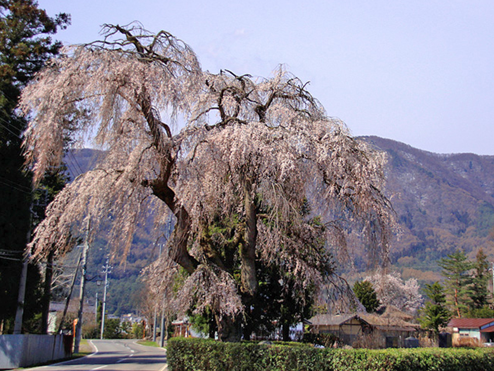 堀金三田枝垂れ桜