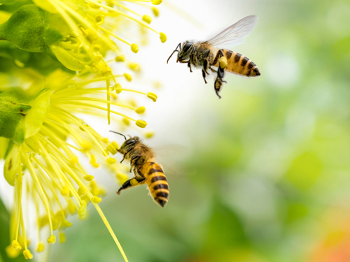 花の香りに誘われるミツバチ